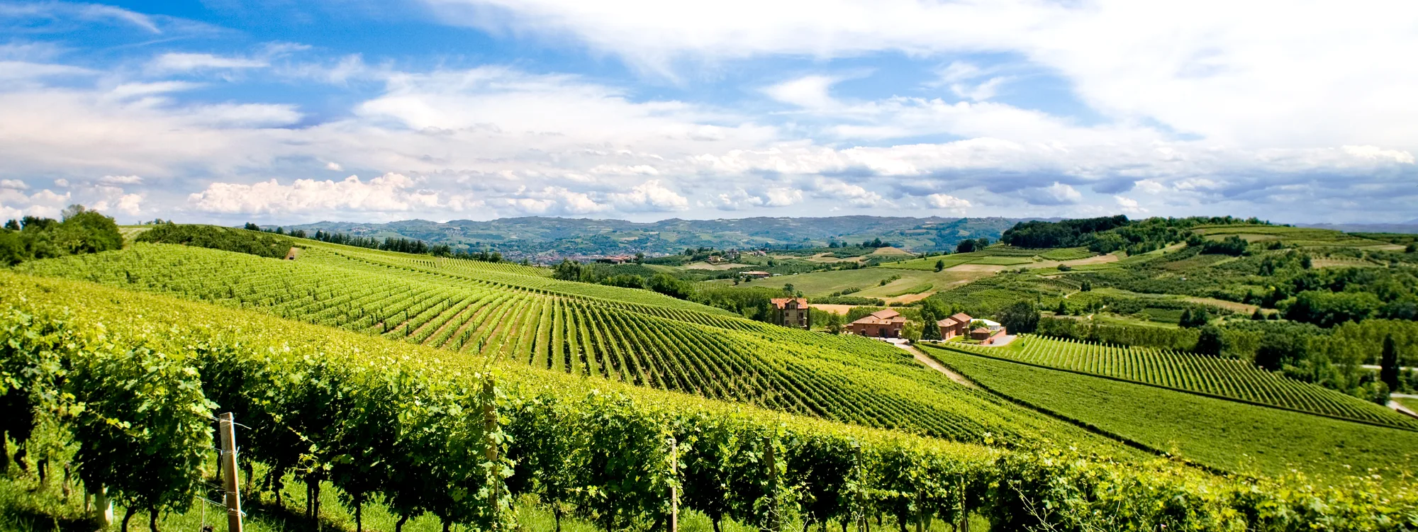 Winnice Tenuta Carretta o zmierzchu